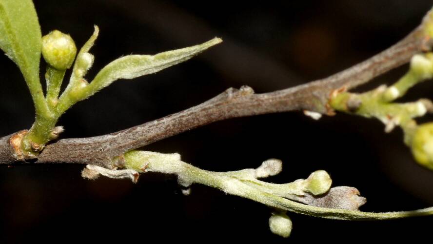 Bullock Bush (Alectryon oleifolius ssp canescens)