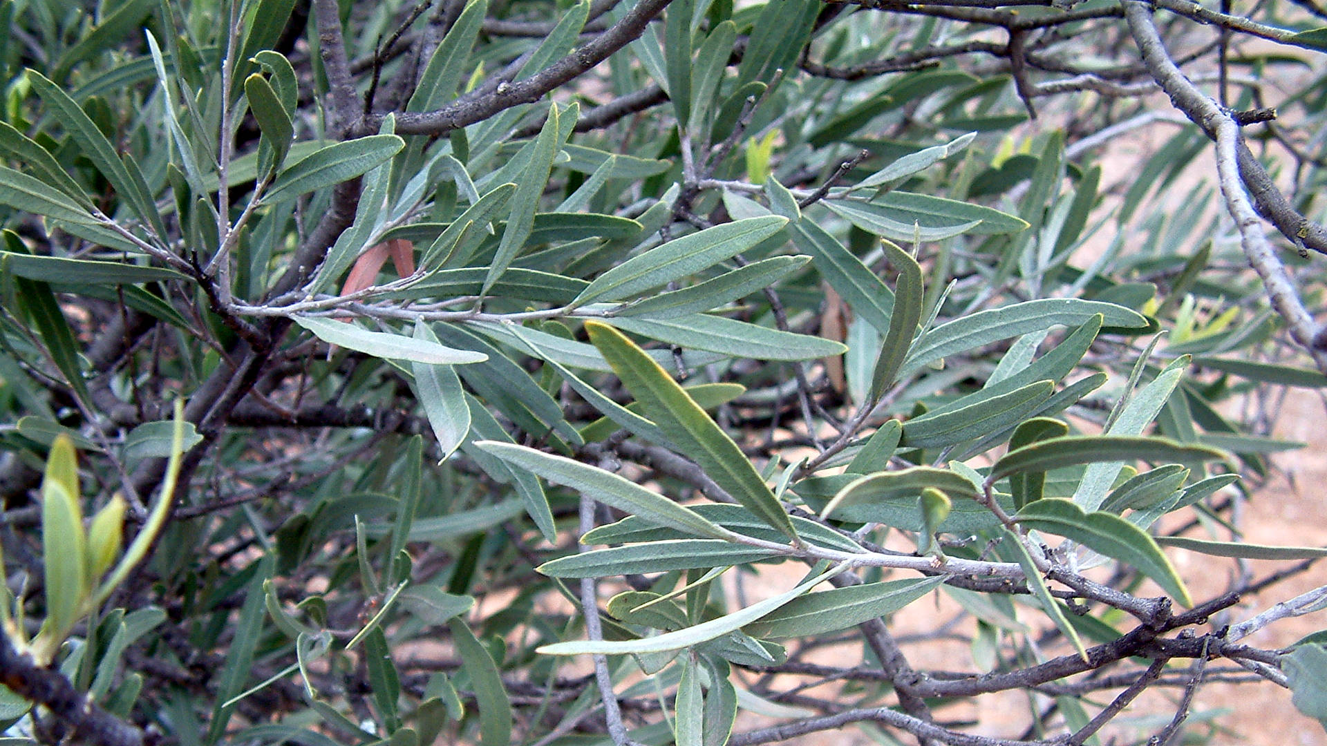 Bullock Bush (Alectryon oleifolius)