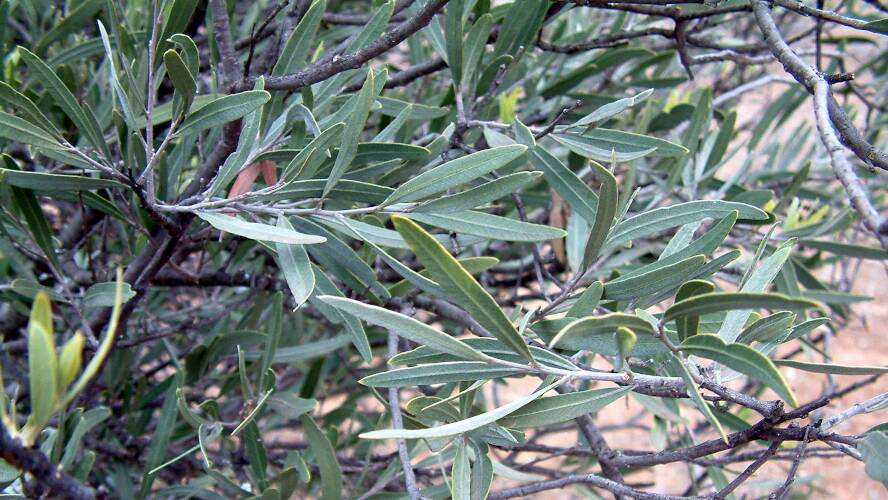 Bullock Bush (Alectryon oleifolius ssp canescens)