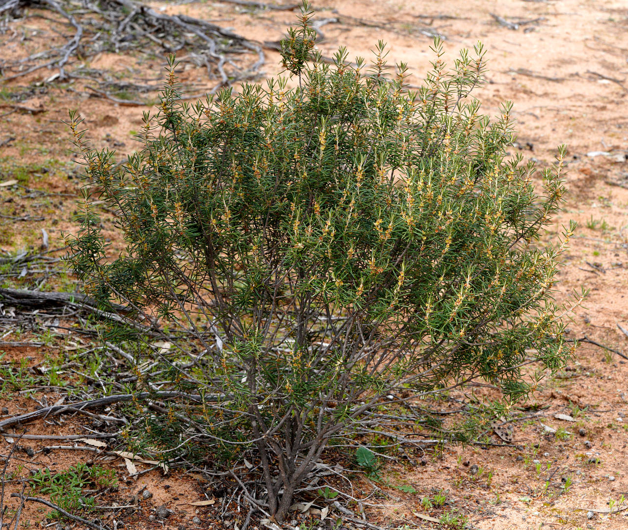 Mitchell's Bertya (Bertya tasmanica ssp vestita)