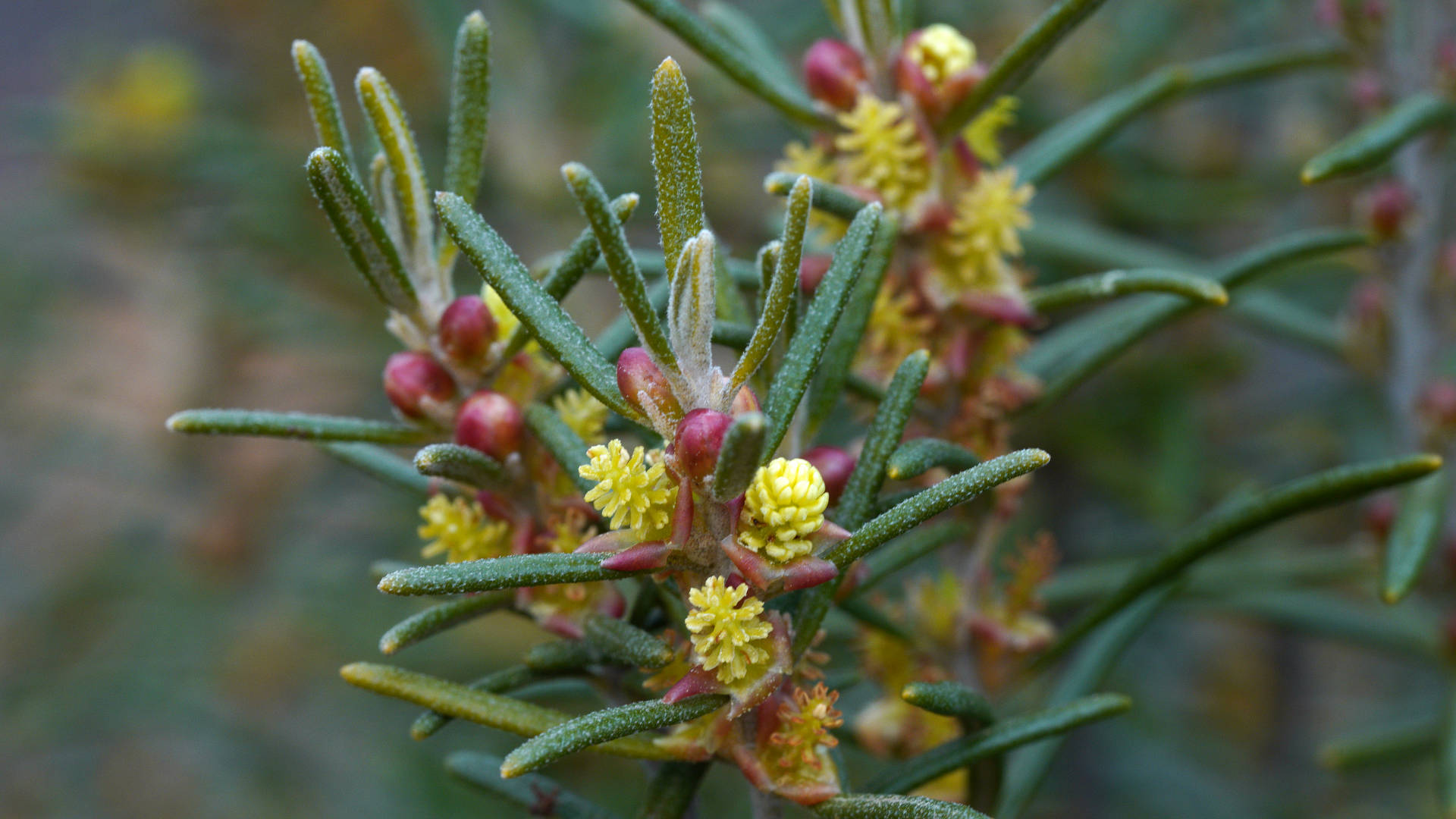 Mitchell's Bertya (Bertya tasmanica ssp vestita)
