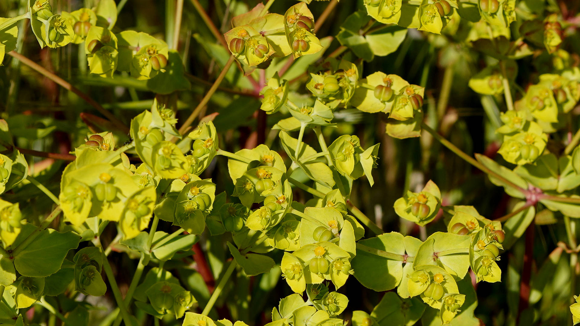 False Caper (Euphorbia terracina)