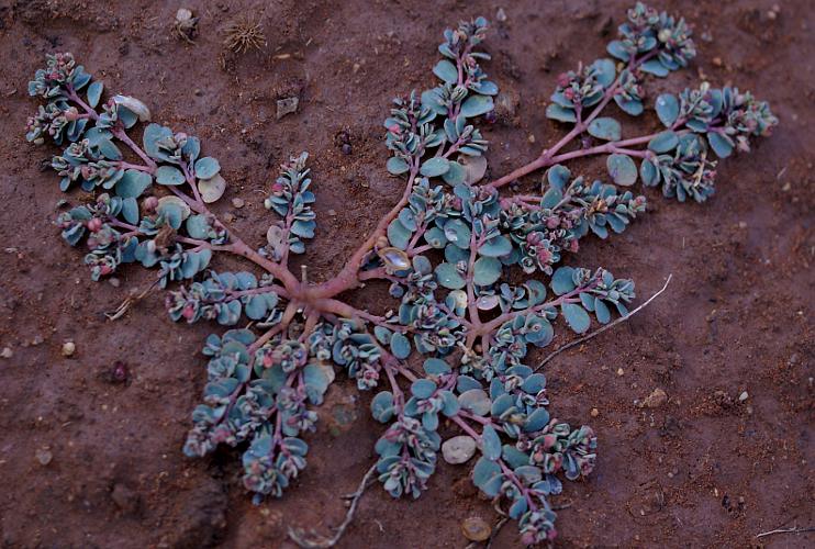 Caustic Spurge (Anisophyllum sp)