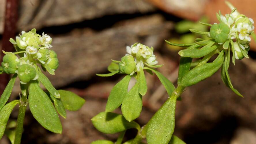 Small Poranthera (Poranthera microphylla)