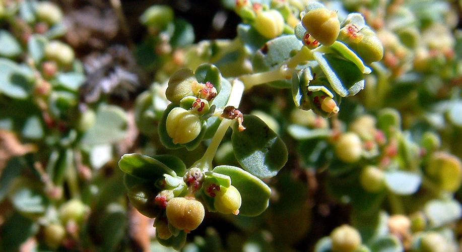 Caustic Spurge (Euphorbia drummondii)