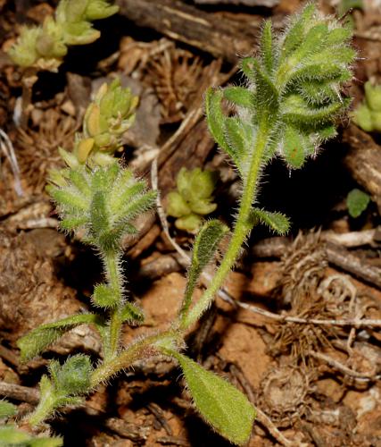 Hairy Burr-daisy (Calotis hispidula)