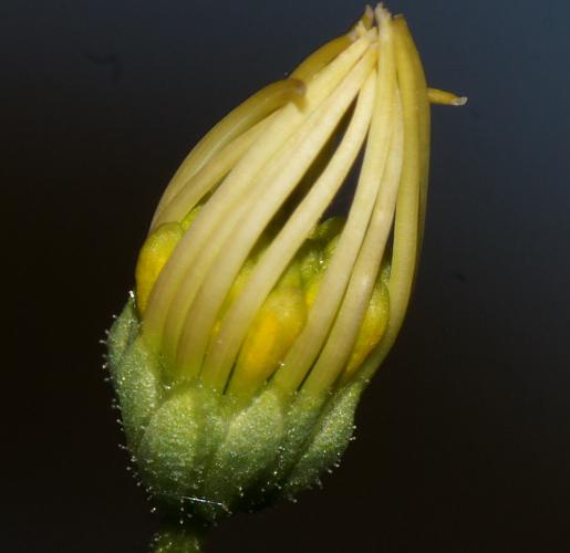 Variable Daisy (Brachyscome ciliaris var ciliaris)
