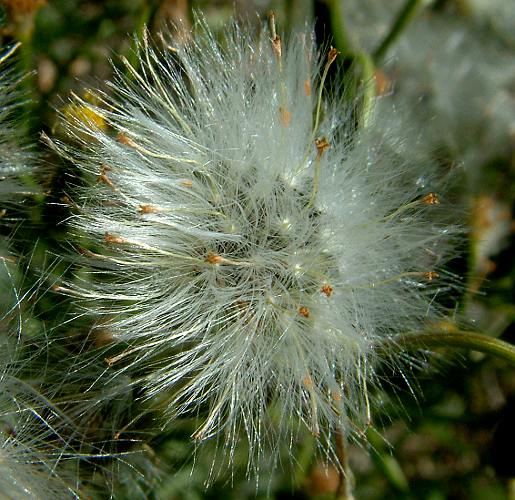 Cotton Groundsel (Senecio quadridentatus)