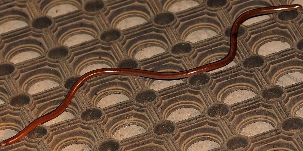 Rough-nosed Blind Snake (Anilios bituberculatus)
