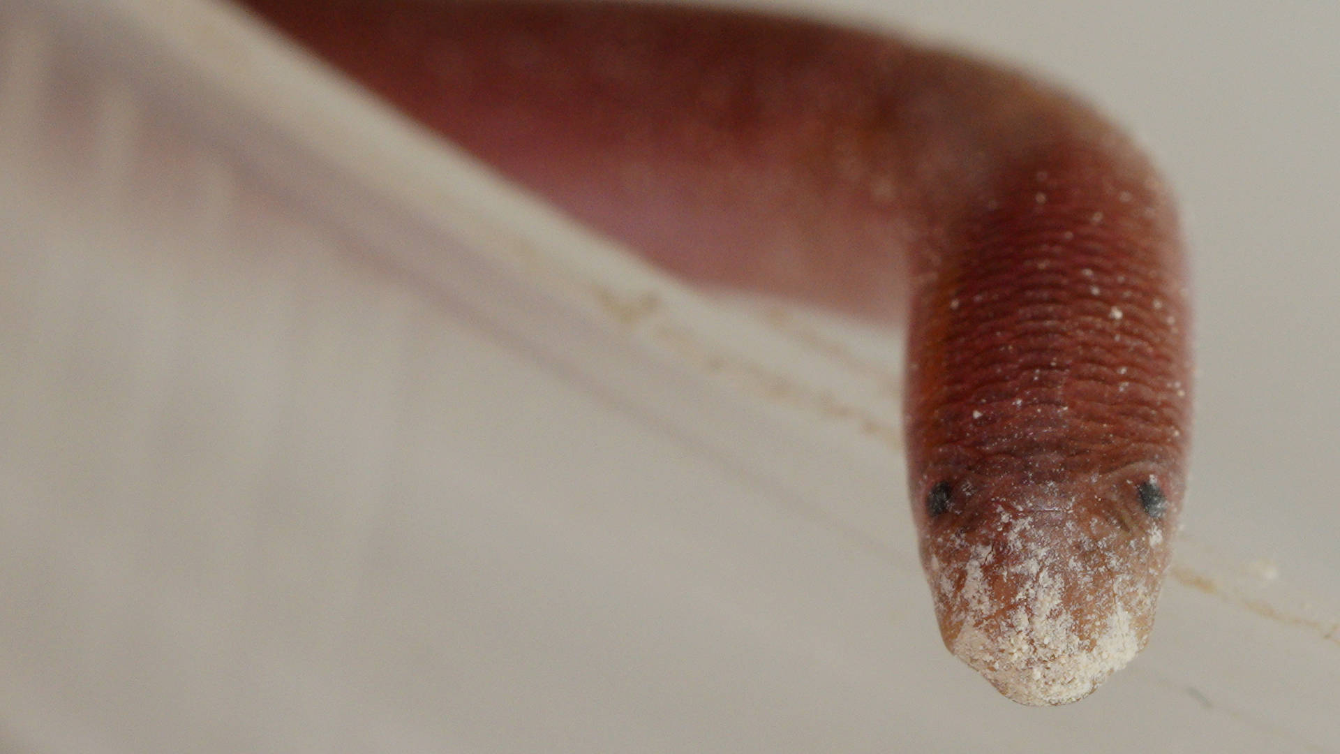 Rough-nosed Blind Snake (Anilios bituberculatus)