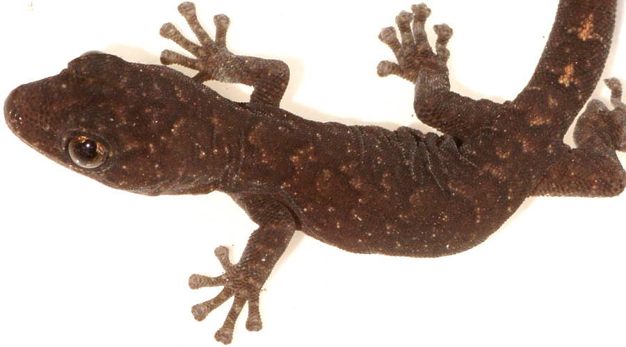 Marbled Gecko (Christinus marmoratus)