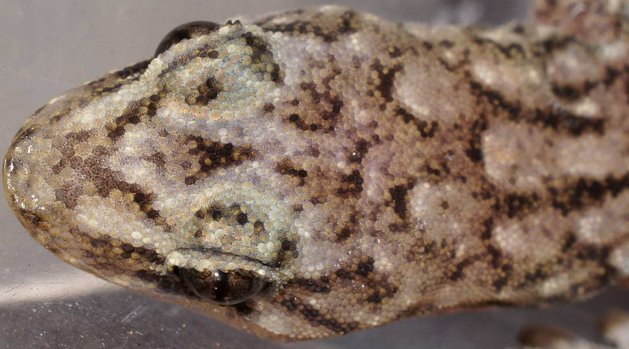 Marbled Gecko (Christinus marmoratus)