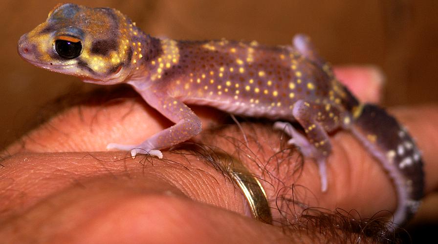 Barking Gecko (Underwoodisaurus milii)