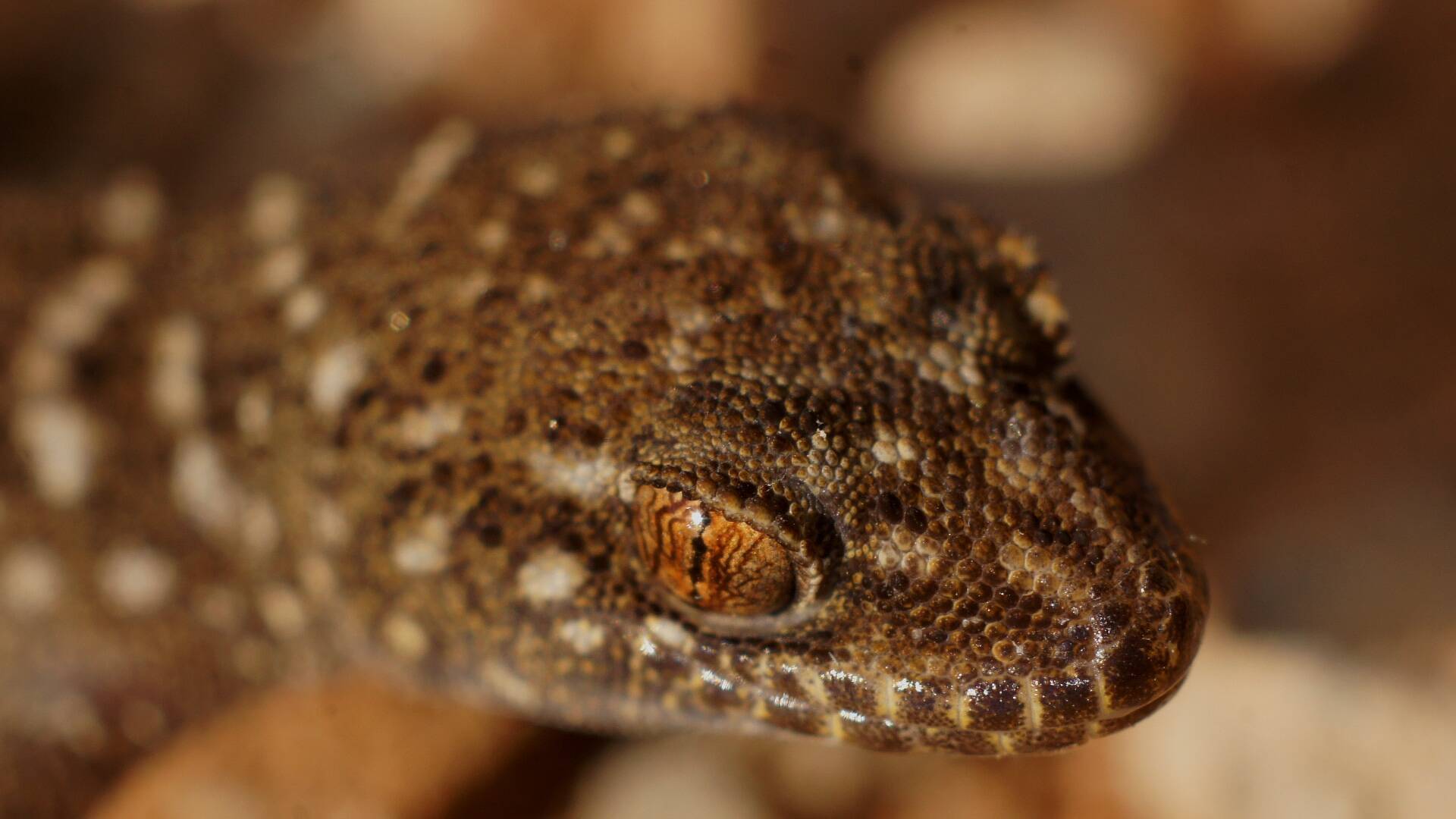 Bynoe's Gecko (Heteronotia binoei)