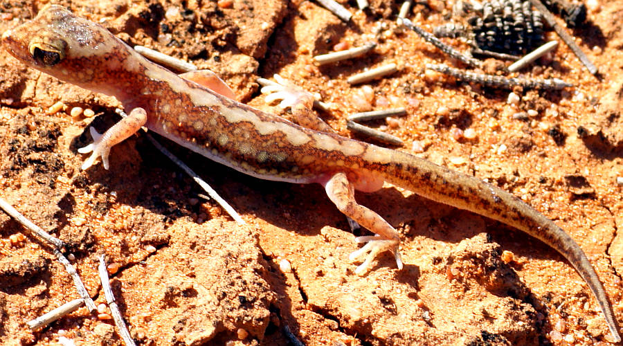 Beaded Gecko (Lucasium damaeum)