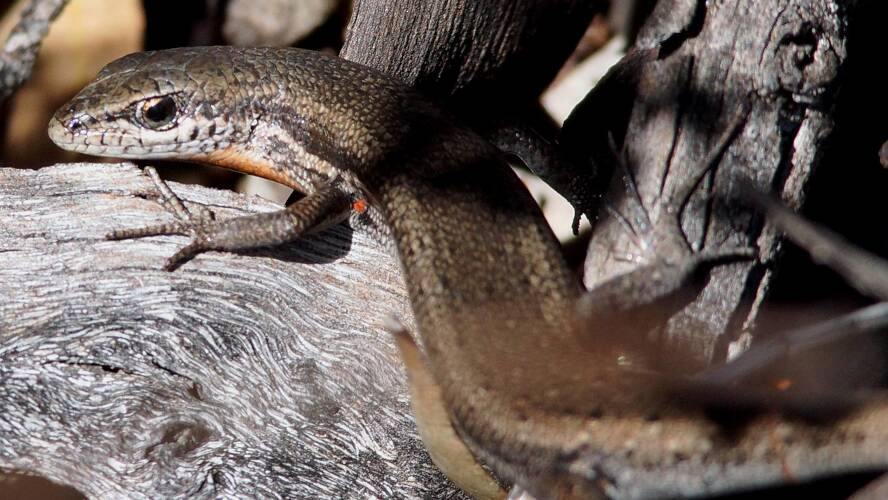 Mallee Snake-eyed Skink (Morethia obscura)