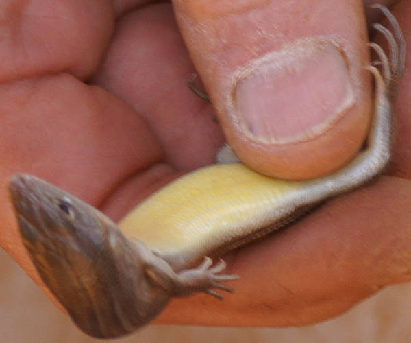 Short-clawed Skink (Ctenotus inornatus)