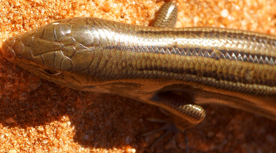 Short-clawed Skink (Ctenotus inornatus)