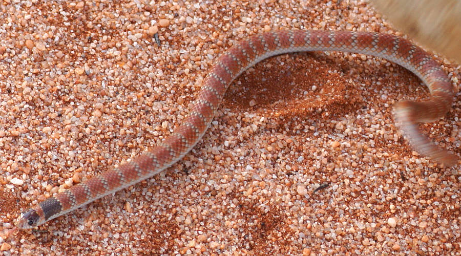 Australia Coral Snake (Brachyurophis australis)