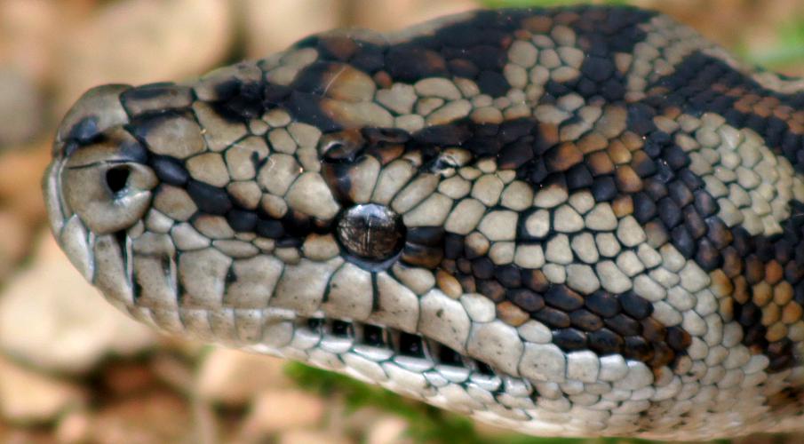 Inland Carpet Snake (Morelia spilota ssp metcalfei)