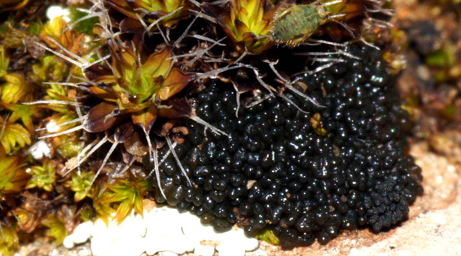 Black Slime Mould (Myxogastrea sp)