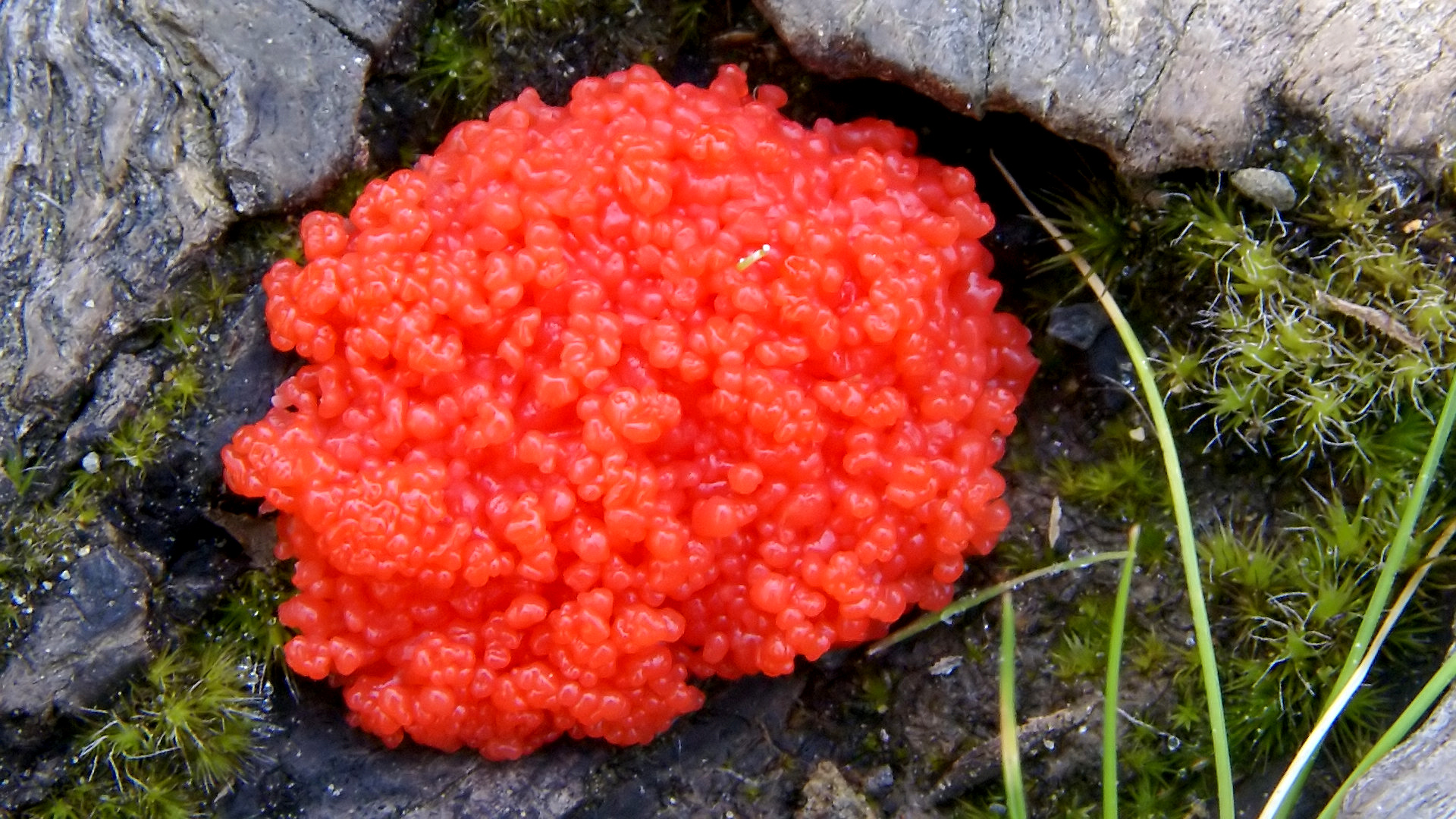 Red Raspberry Slime Mould (Tubifera cf ferruginosa)