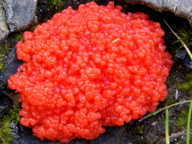 Red Raspberry Slime Mould (Tubifera cf ferruginosa)