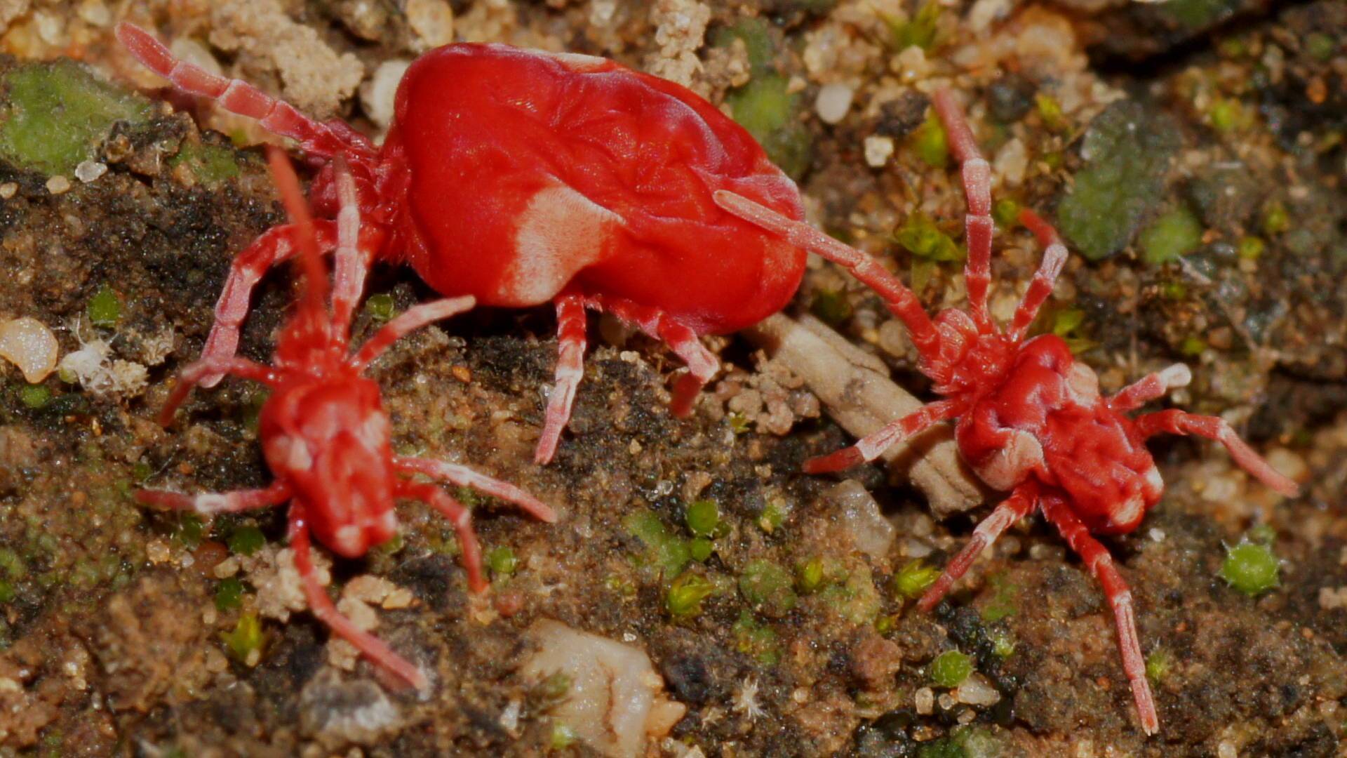 Short-haired Red Velvet Mite (Allothrombiinae sp)