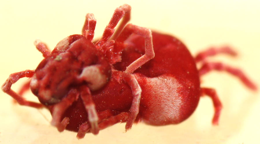 Short-haired Red Velvet Mite (Allothrombiinae sp)