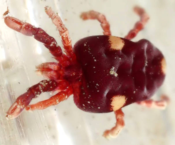 Three-spotted Velvet Mite (Paratrombium album)