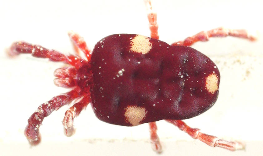 Three-spotted Velvet Mite (Paratrombium album)