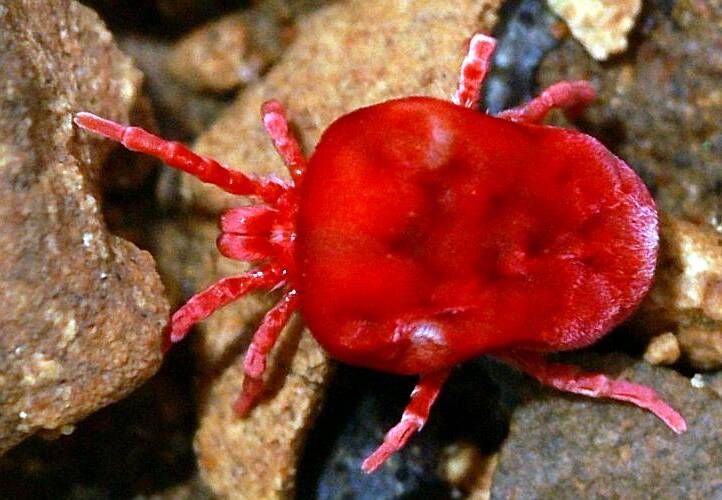 Short-haired Red Velvet Mite (Paratrombium sp)