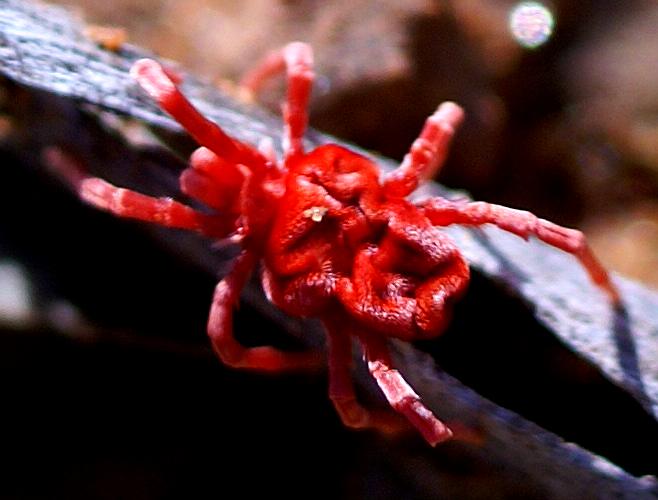 Short-haired Red Velvet Mite (Paratrombium sp)