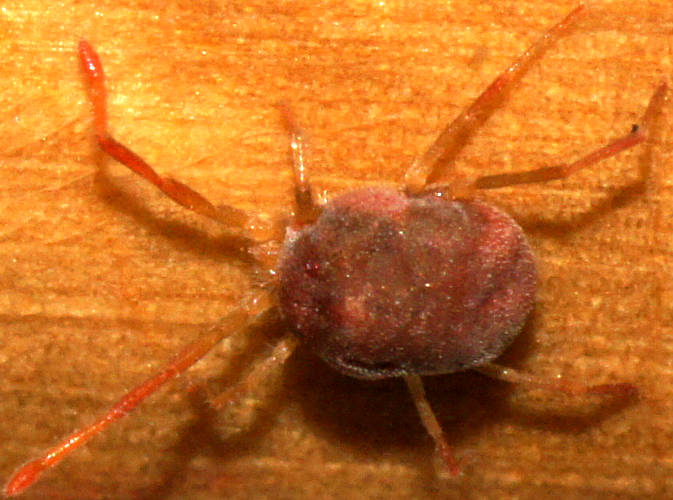Long-legged Red Velvet Mite (Erythraeinae sp)