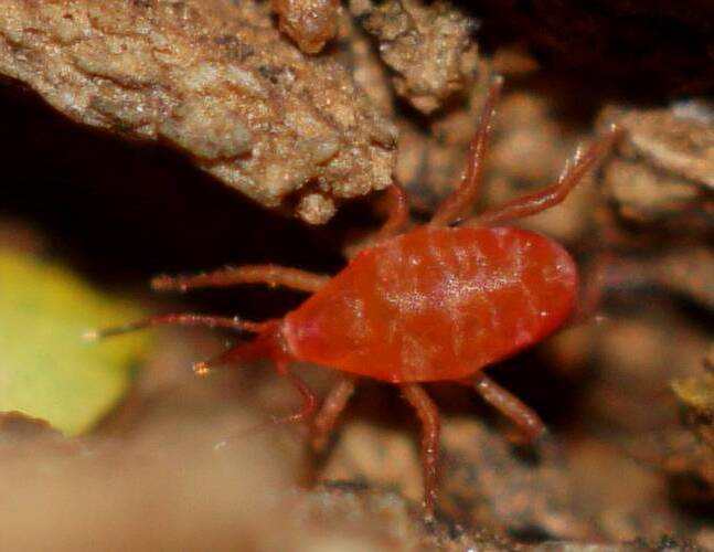 Red Snout Mite (Bdellidae sp ES01)