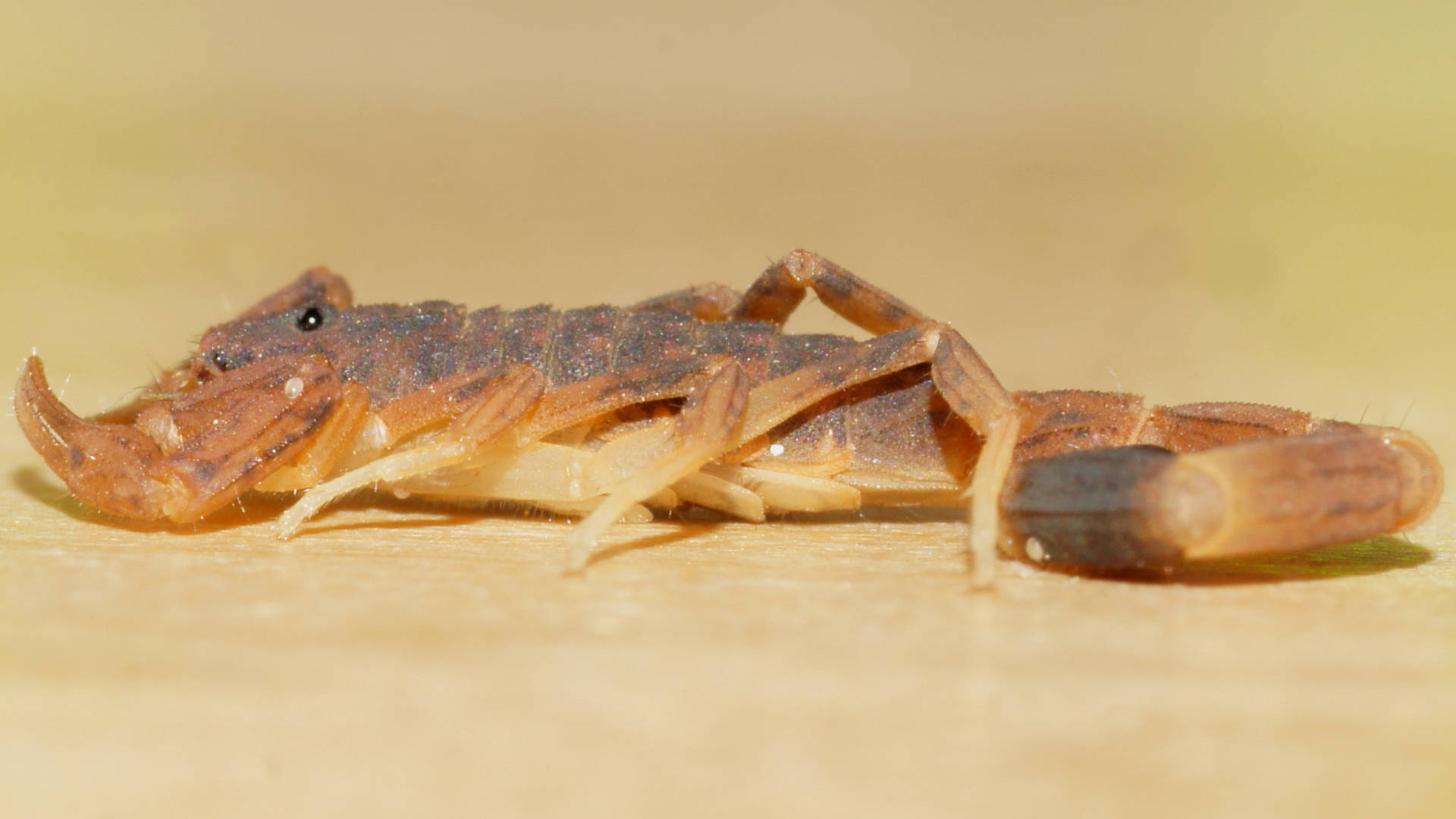 Small Marbled Scorpion (Lychas sp ES02)