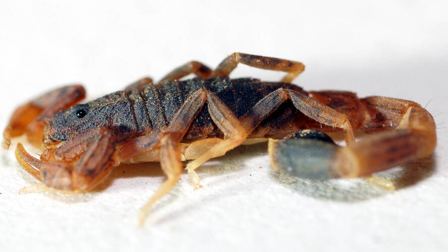 Two-toned Thicktail Scorpion (Lychas cf jonesae)
