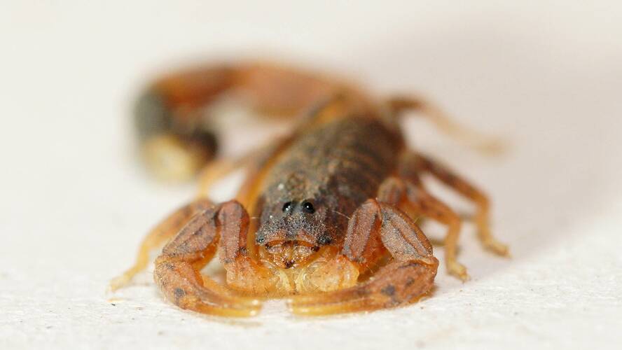 Two-toned Thicktail Scorpion (Lychas cf jonesae)