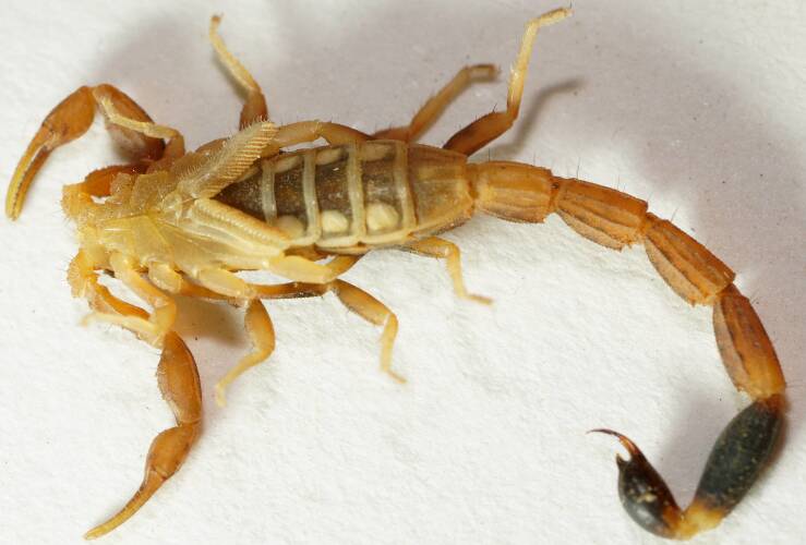 Two-toned Thicktail Scorpion (Lychas jonesae)