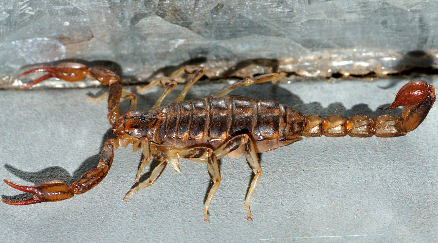 Wood Scorpion (Cercophonius kershawi)