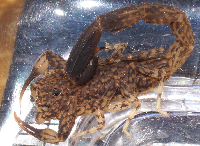 Marbled Scorpion (Lychas sp ES01)