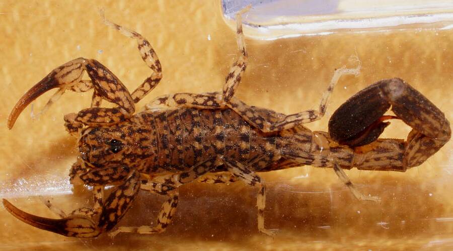 Marbled Scorpion (Lychas sp ES01)