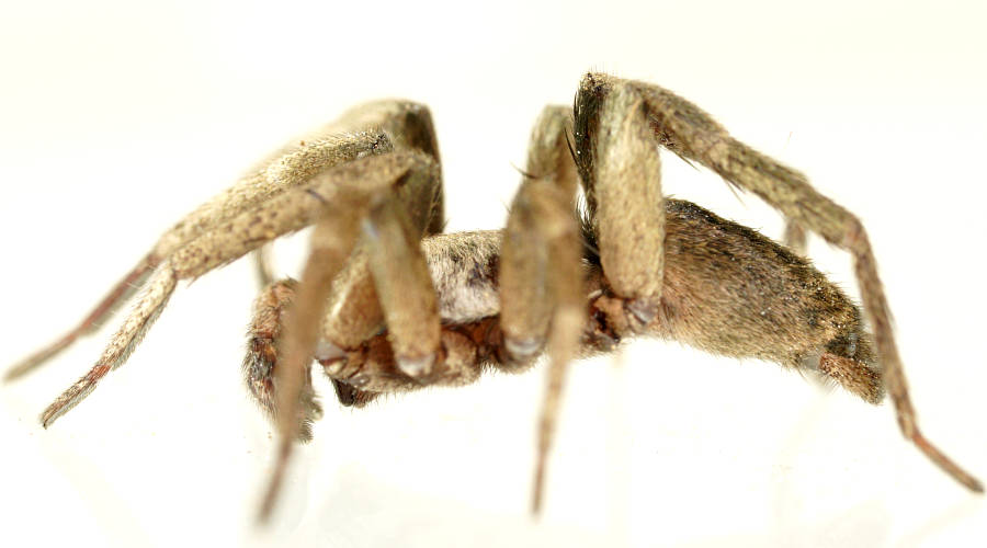 Wishbone Ground Spider (Gnaphosidae sp ES04)