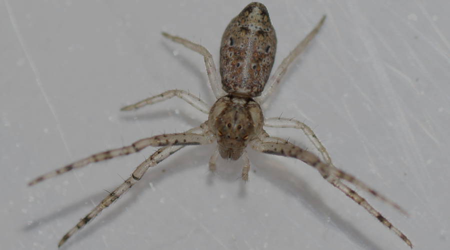 Hump Backed Crab Spider (Tmarus sp ES02)