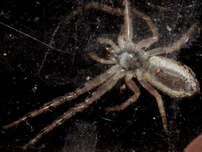 Hump Backed Crab Spider (Tmarus sp ES02)