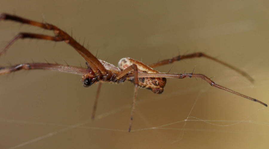 Australian Golden Orb-web Spider (Nephila edulis)