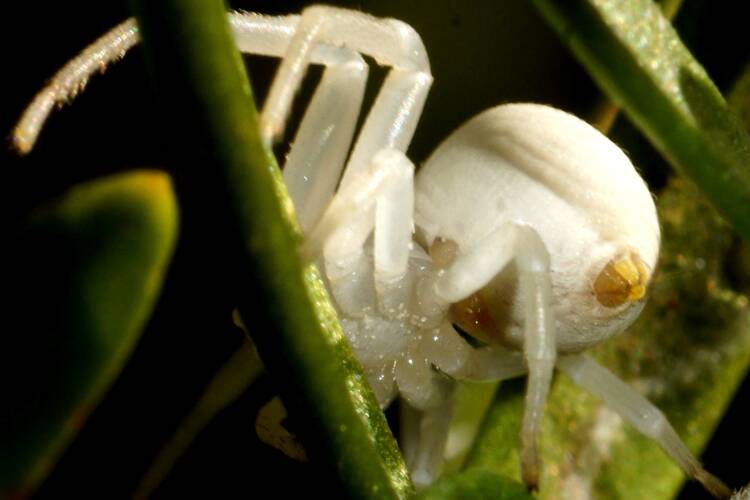Milky Flower Spider (Zygometis xanthogaster)