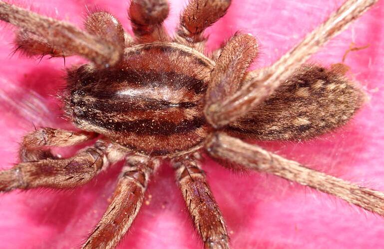 Striped Swamp Spider (Miturga cf gilva)
