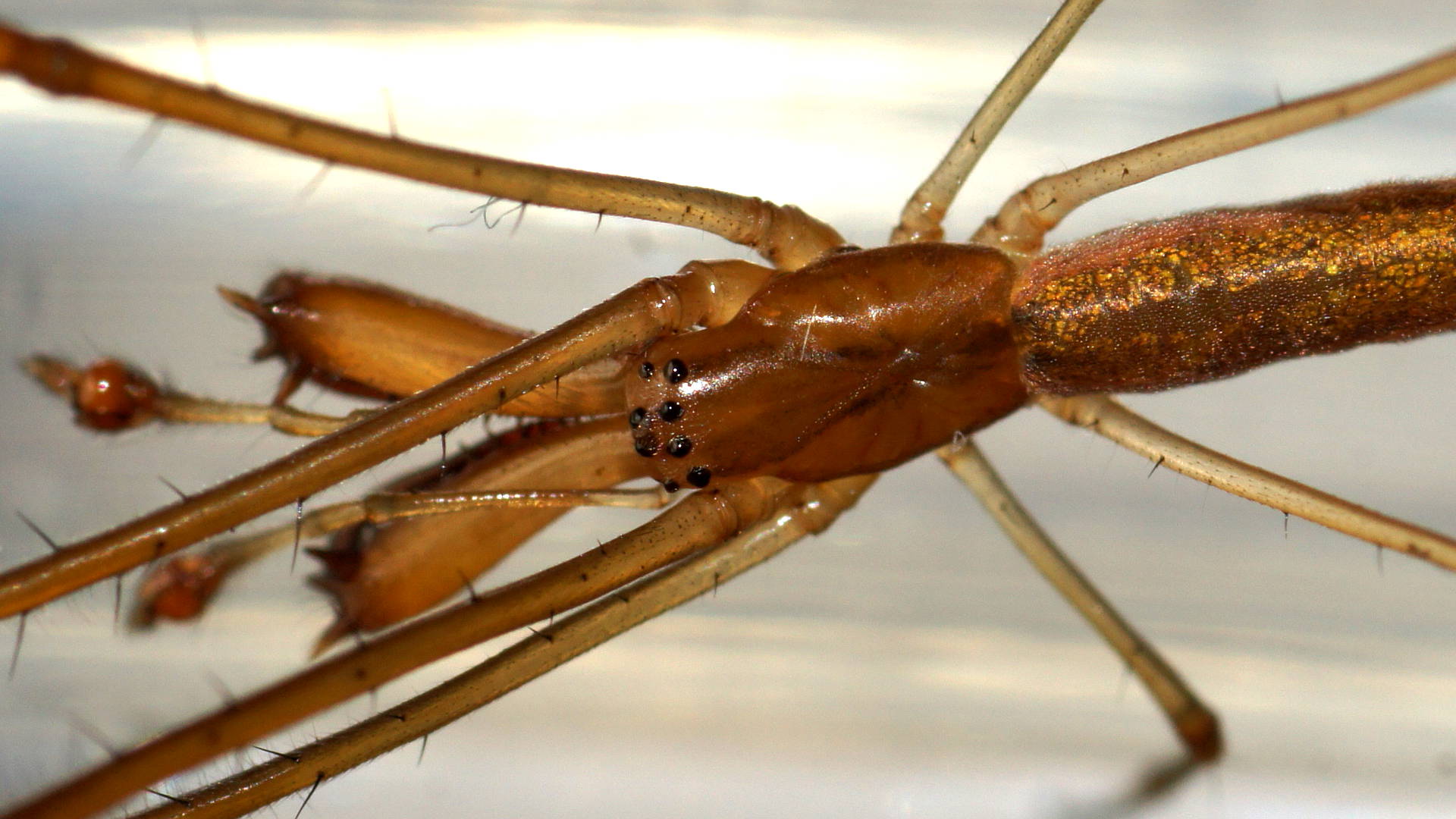Long-jawed Spider (Tetragnatha sp)