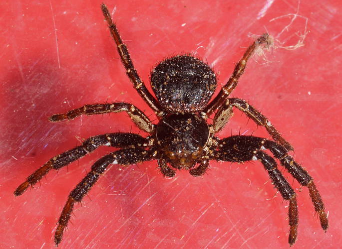 Black Crab Spider (Tharpyna sp ES02)